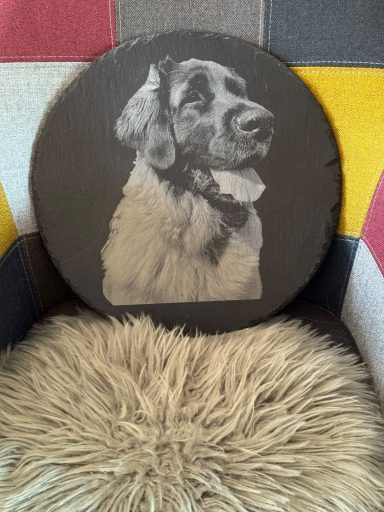 Lieblingshund auf Schiefer